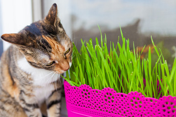 Młody trójkolorowy kot je trawę w różowej doniczce