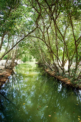 Fototapeta premium mangrove in the swamp
