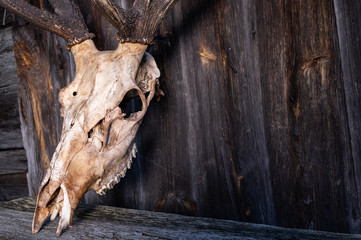 Skull of a deer without horn. Deer skull close.
