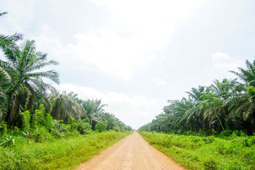 Fototapeta na wymiar oil palm road 