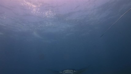 Beautiful Manta Rays Pair. Group Of Graceful & Peaceful Sea Mantas Swimming Together. Calm Sea Rays Gliding. Pelagic Filter Feeders Marine Life In Blue Sea Water Cleaning Station & Sunlit Sea Surface