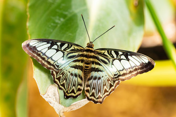 Beautiful Parthenos sylvia (Clipper) butterfly on a green leave. (high ISO image)