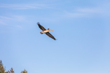 USA, Washington State, Ilwaco, Cape Disappointment State Park. Brown pelican in flight.