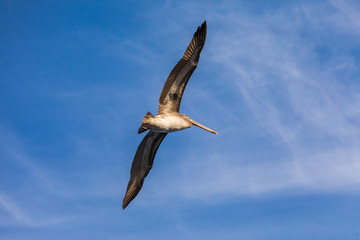 Fototapeta na wymiar USA, Washington State, Ilwaco, Cape Disappointment State Park. Brown pelican in flight.