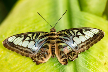 Beautiful Parthenos sylvia (Clipper) butterfly on a green leave. (high ISO image)