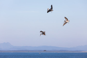 Fototapeta na wymiar USA, Washington State, Ilwaco, Cape Disappointment State Park. Brown pelicans diving for fish.