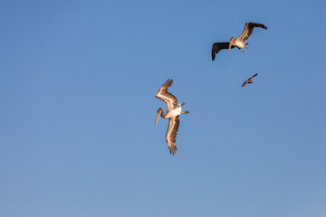 USA, Washington State, Ilwaco, Cape Disappointment State Park. Brown pelicans diving for fish.