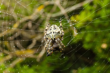 Kreuzspinne