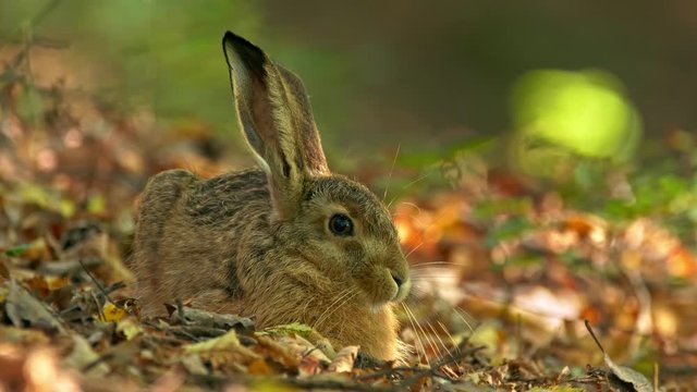 European hare hidden camouflage