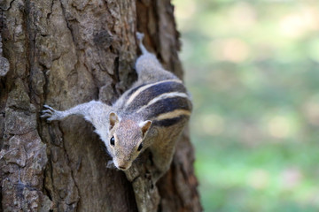 Striped squirrel looks down from the tree