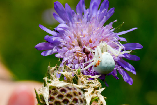 Ver&auml;nderliche Krabbenspinne Misumena vatia auf Ackerwitwenblume