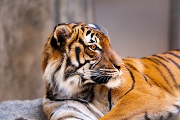 tiger in zoo