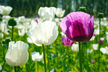 poppy field