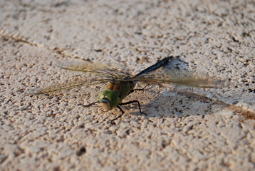 Large Spanish Dragonfly on Concrete