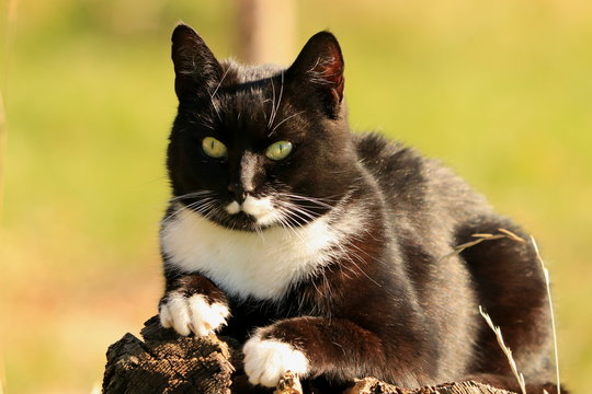 Big adult young cat with black fur (hair) and parts of body (paws, chest, breast, muzzle, nose, whiskers) white lie on tree stump.