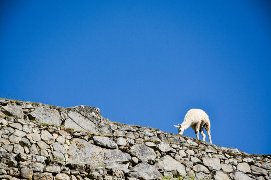 Llama in the rocks with sky in the bacl