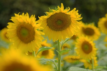 photo of field of sunflowers
