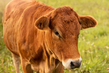 Brown cows in green open field during summer day.