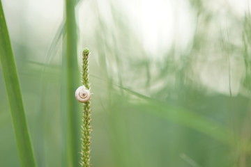 white snail shell sitting on green grass, closeup, soft selective focus.