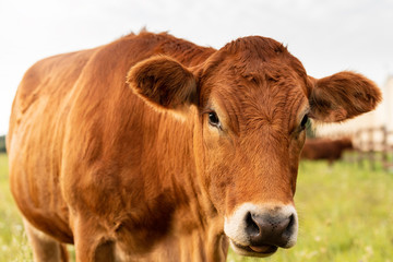 Brown cows in green open field during summer day.
