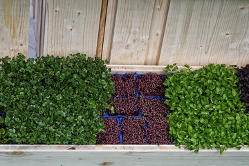 Obst. Essen. Gemüse.	