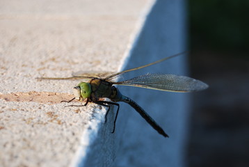 Large Spanish Dragonfly on Concrete