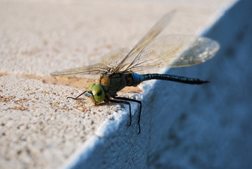 Large Spanish Dragonfly on Concrete