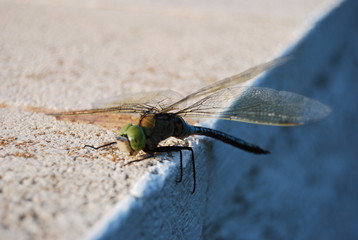 Large Spanish Dragonfly on Concrete