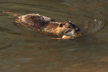 Adult coypu, nutria (Myocastor coypus, Mus coypus) swim in water in river, pond or lake when sun is shining and has food.