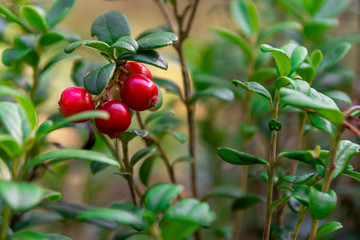 Red cranberries on a branch in the coniferous forest. Close-up of berries and leaves. The concept of a healthy diet and natural vitamins. Natural background for the project and postcards.