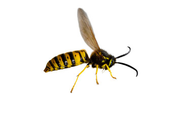 Wasp isolated on a white background
