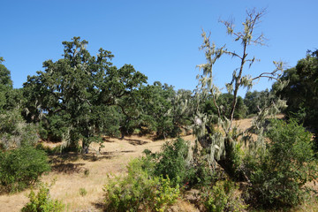 Fototapeta na wymiar California hills with trees full of moss from foggy coastal weather