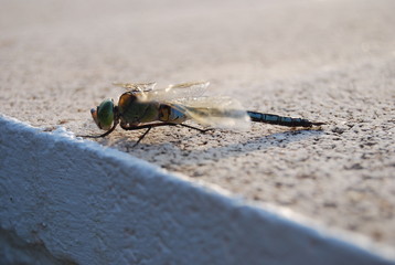 Large Spanish Dragonfly on Concrete