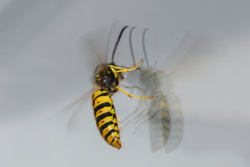Yellow wasp eating honey with reflection