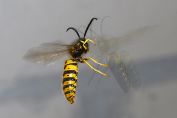 Yellow wasp eating honey with reflection