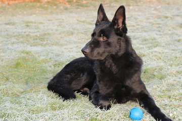 View on adult young big black dog (German Shepherd) lies on green grass with snow, white frost (rime, hoarfrost) in the garden and guard toy blue ball.