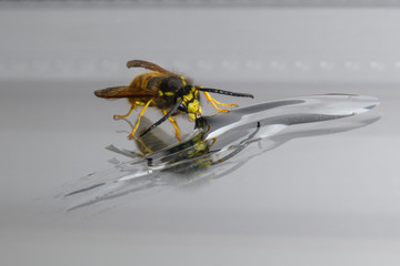 Yellow wasp eating honey with reflection