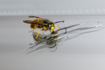 Yellow wasp eating honey with reflection