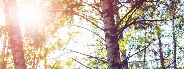 Fototapeta premium Beautiful summer forest with different trees