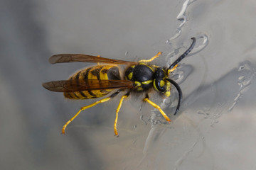 Yellow wasp eating honey with reflection