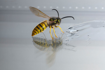 Yellow wasp eating honey with reflection