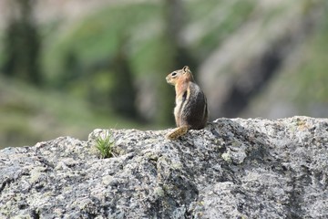 Chipmunk