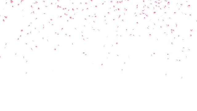Pink cherry petals explosion. Holiday or party background. 