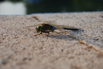 Large Spanish Dragonfly on Green Leaf