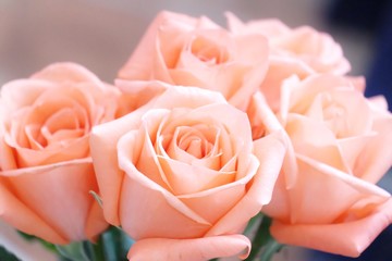 Close up a bouquet of sweet orange roses blossom with softy style
