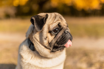 Portrait of a pug dog sitting in the autumn park on yellow leaves against the background of trees and autumn forest. The puppy does not look at the camera with its tongue out.