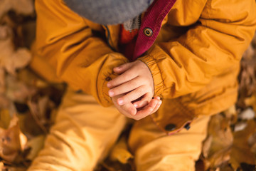 A little boy in an autumn park sits on yellow leaves in a yellow jacket and holds a ladybug in children's hands. A red beetle crawls on the fingers of a child.