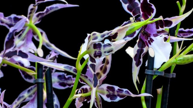 Beautiful Dendrobium Phalenopsis hybrid orchid blossom opening slowly in professional time lapse shot.
