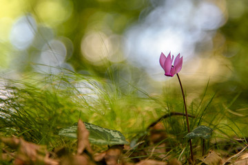 extreme closeup of cyclamen flower growing in the forest on grass and fallen dry leaves, backlight with bokeh in the background; nature art photography with selective focus