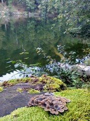 Nahaufnahme Baumstamm mit Pilzen an Seeufer